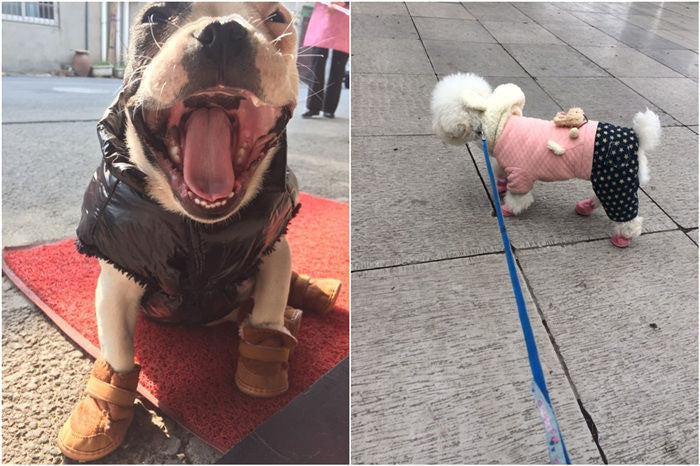 Pet Shoes Cotton Snow Boots Non-slip Bichon