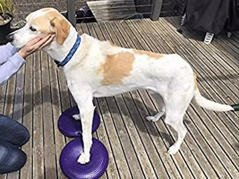 Dogs Training Fitness Sports Muscle Atrophy Dog Agility Toy *Free shipping