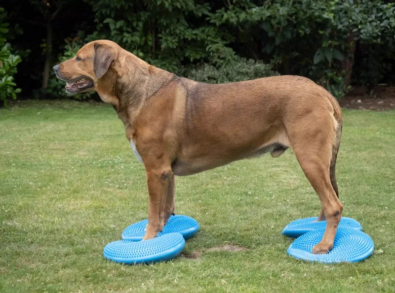 Dogs Training Fitness Sports Muscle Atrophy Dog Agility Toy *Free shipping