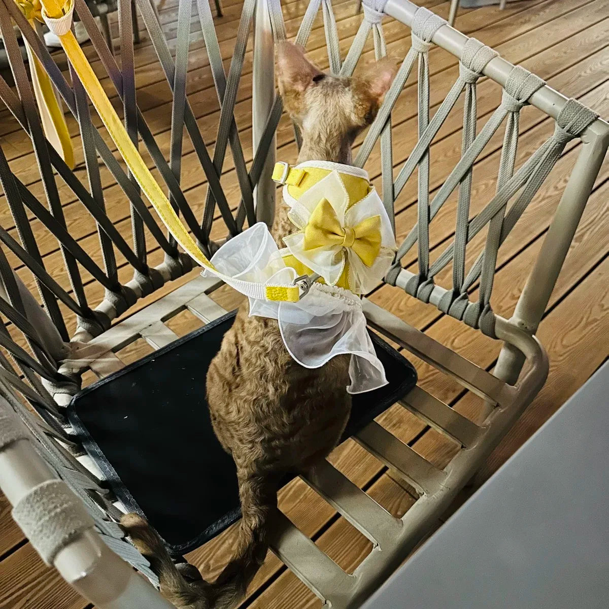 Small Cute Bow-knot Pet Harness Leash Pet Princess Nylon Kittten *Free Shipping