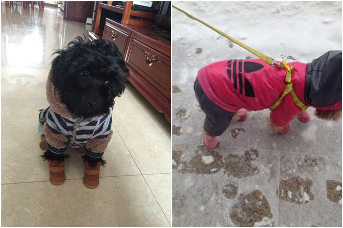 Pet Shoes Cotton Snow Boots Non-slip Bichon