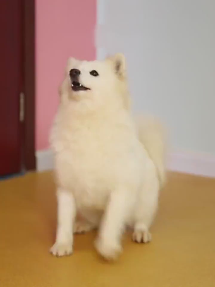 Dog Muzzle In Anti-bite And Barking Masks