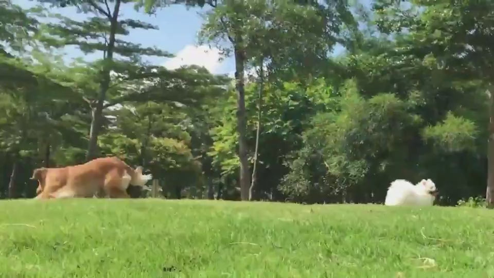 Pet Supplies-Dog Swimming Pool